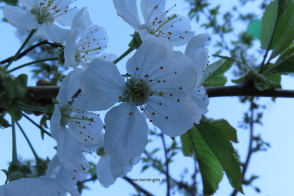 Photo of treespecies Prunus avium : Category is lente-spring-fruhling-printemps-primavera