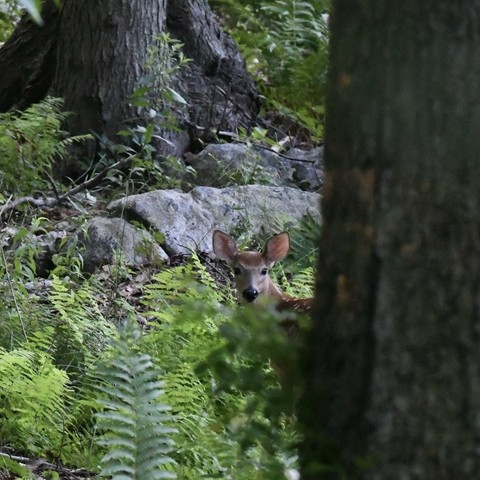 A white tailed deer fawn foraging in the woods looking up from behind a tree with rocks and ferns. 
