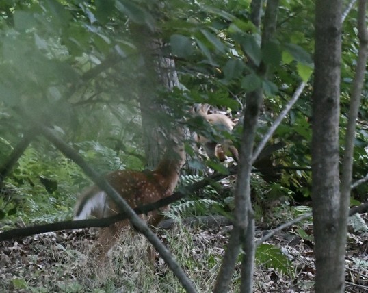 A white tailed deer fawn and a red fox meet in a forest the animals are obscured by branches. 
