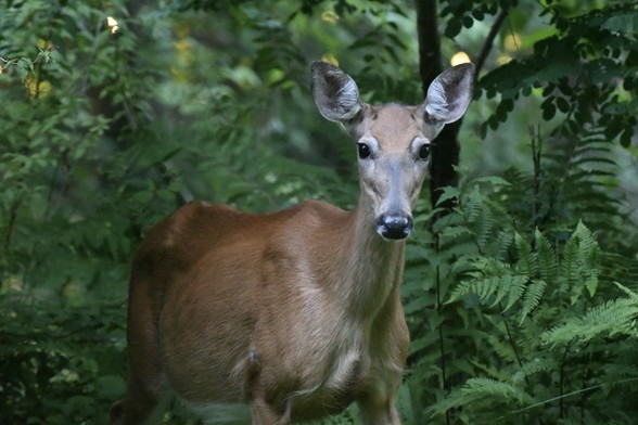 An alert white tailed deer doe inspects the photographer from a distance in a fern filled woodland. Her ears are upright and turned forward like large antenna receivers and her dark eyes miss nothing. 