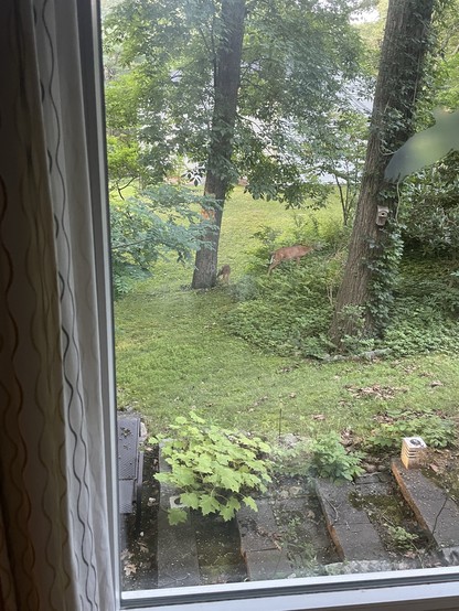 A white tailed deer doe and fawn graze vegetation in a yard with trees, grass and other plants outside a window. Vines climb up a near tree with a birdhouse on it. A White House is visible in the distance through the trees and just below the window are stone steps. 