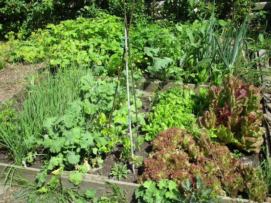 Two raised beds with a variety of salad and vegetables.