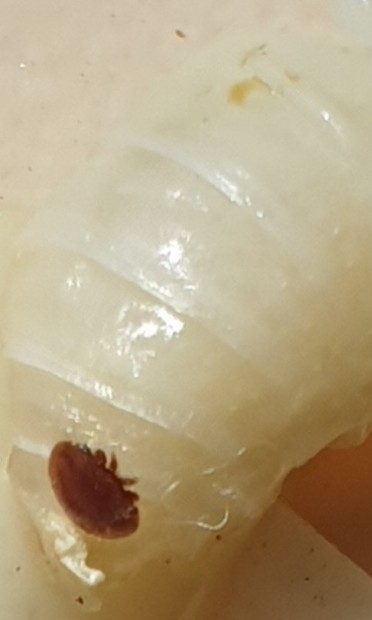 A very white thorax of a honey bee pupa. The pupa has fallen out of his cell as we manipulated the hive. The thing that is on the surface of the body and looks a little bit like a crab without the pincers is a varroa mite, a type of arachnid