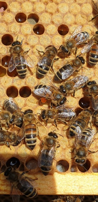 A frame of mostly sealed worker brood with some gaps with nectar in and some with the grey pollen of blackberry.  There is one worker grub visible  in one cell near the bottom curled up in her c shape and surrounded by food. A few rows above her is a bee with a shiny brown blob on her back leg, that is the propolis.