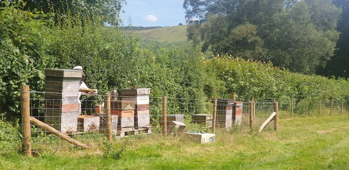 An apiary in a field with a hedge behind a d a very smart new fence in front. There are 8 hives visible. All but 2 have honey supers on, one of the ones without is an empty hive in case any swarms rock up, so 7 production hives here. Stuart is going through the second one in and you can only see part of him. The first one in is taller than him with a brood and a half and the 5 honey supers on but they are not all full. They may fill up a bit more depending on the weather over the next fortnight
