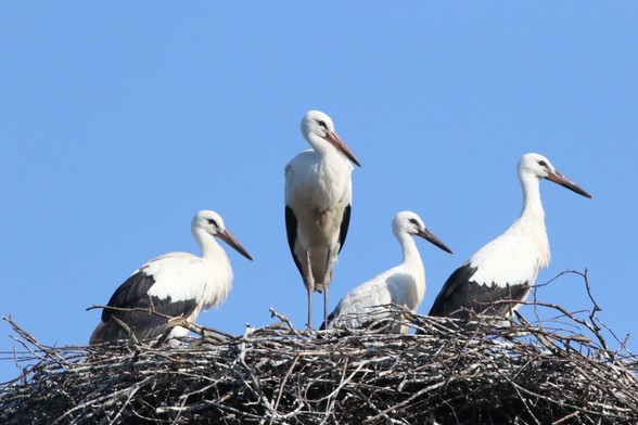 Four stork chicks are almost ready to leave; they are alert, but relaxed.