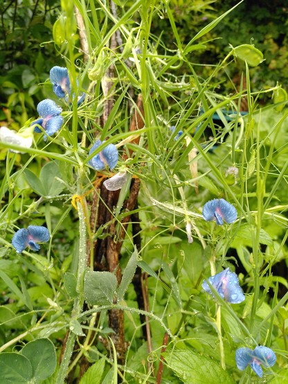 Tangle of tiny blue sweetpea flowers and tentrils