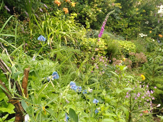 Blue sweetpeas from a different angle with a steep sloped jungle of different plants behind including buddleia, foxglove, pink geranium, orange day lilies, white rose, marigolds, hypericum, honeysuckle etc.