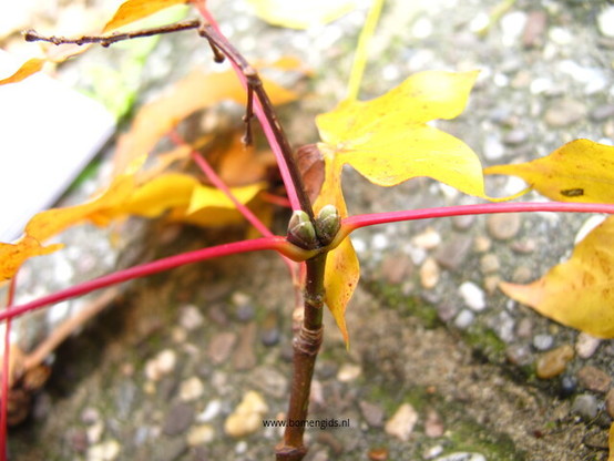 Photo of treespecies Acer cappadocicum : Category is knop-bud-knospe-bouton-capullo