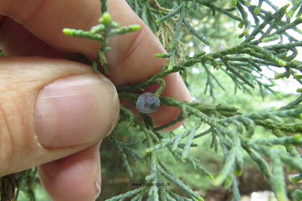 Photo of treespecies Juniperus sabina : Category is kenmerk