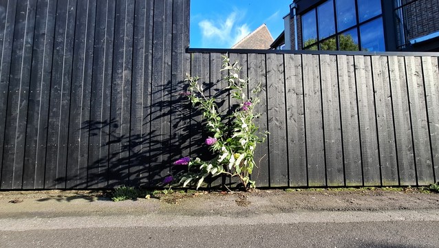At our feet, a worn old tarmac laneway in Aarhus. In front of us, a black wooden fence, higher to the left, lower to the right. On the other side: a glimpse of house windows and a roof edge under a bright blue sky. In the centre, growing up from a crack in the tarmac, a thriving tall  flower. I think it's a butterfly-bush, about a metre high, thick green leaves on long bendy stems, with purple cone-shaped lilac-like blooms. The flower seems to thriving happily, far from flowerbeds or any visible sign of earth or nourishment, living its best life in a mid-city pavement crack.