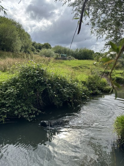 A brook running through a green tree-lined valley, a cocker spaniel swims along the brook, sun dappling the water