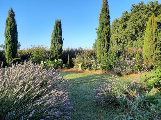 Garden scene with lavender and cypresses around a small lawn