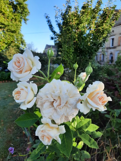 A spray of peach-colored roses