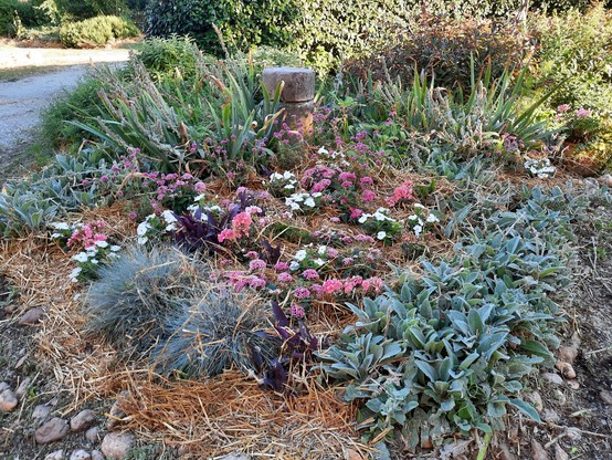 Flowerbed with fresh straw strewn all over