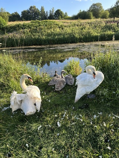 A pair of swans on the side of an old mill lodge, three cygnets sleeping between them 