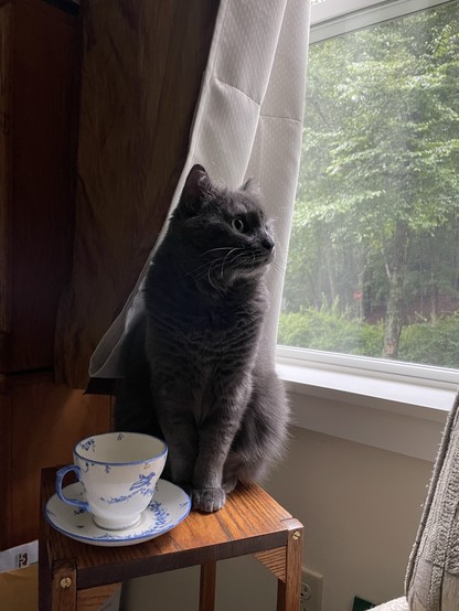 A gray cat sits on a wooden stand beside a window with a curtain. In front of the cat is a teacup and saucer with blue floral designs. Outside the window, trees and greenery are visible.