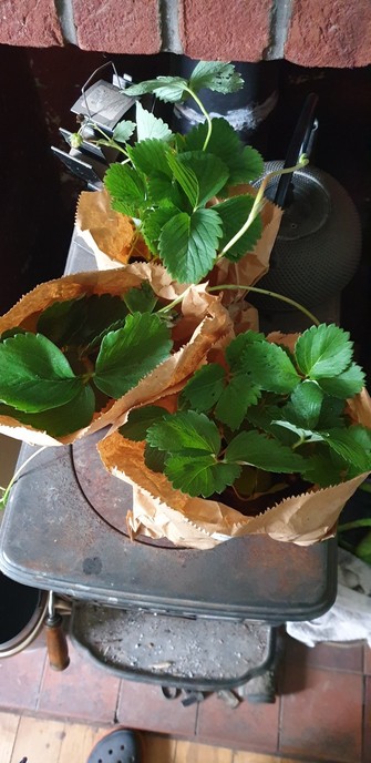 3 paper bags of strawberry plants on top of the woodburner