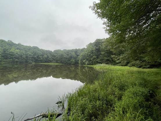 An abandoned mill pond in New England, US surrounded by reeds and grasses where a stream enters and forested uplands. The grey sky is reflected in the olive colored still waters. 