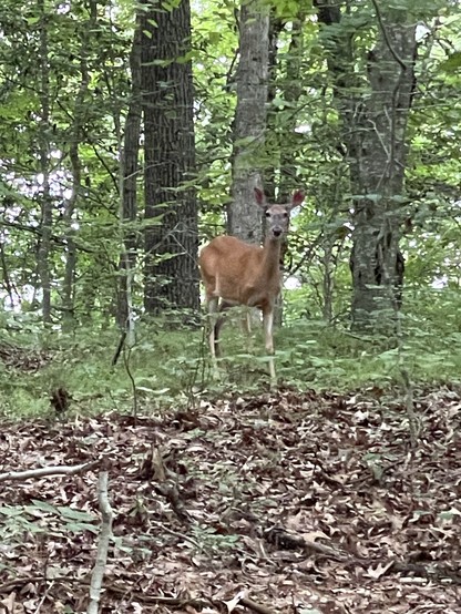 A white tailed deer doe stands hesitantly in a forest, ears forward looking at the unexpected humans who startled her as she approached the pond. One leg is raised, poised to flee as she weighs her options. 