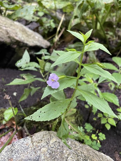 A green plant with long toothed opposite leaves and one open light purple flower midway up the stem and unopened buds above with a rock in front growing from a damp stream bed. 