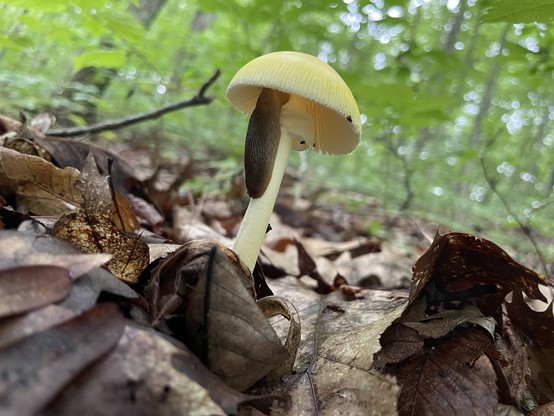 A yellow mushroom rising from the forest floor of damp leaves with a large grey slug crawling up the stem and feeding on the gills under the cap. 