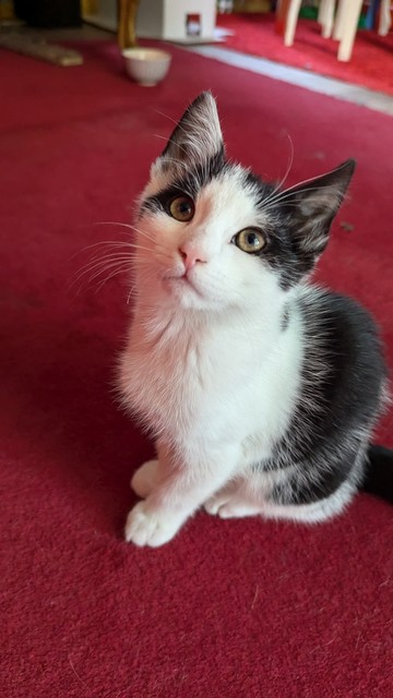 foto zittende kitten die met grote ogen en grote oren omhoog kijkt.