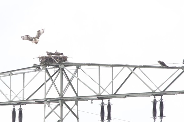 An osprey nest on a pylon: three fully-grown young wait at the nest for one parent to deliver a fish, while the other looks on from the side.