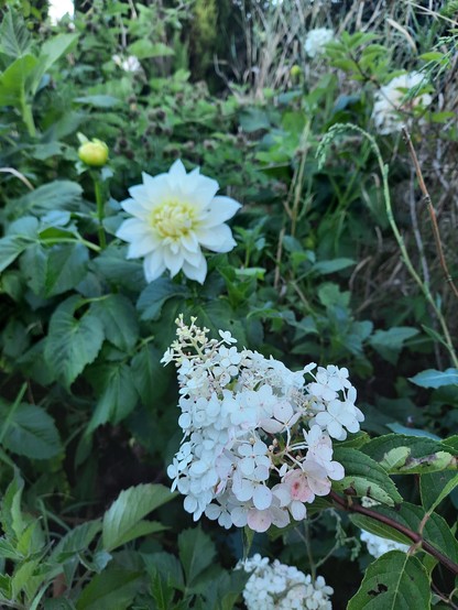 A strawberries and cream hydrangea bloom in front of white dahlias.