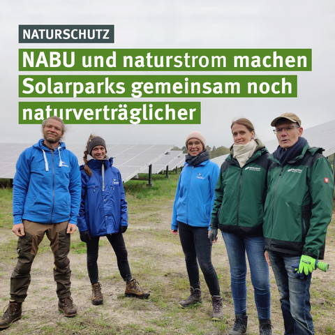 Das Foto zeigt Mitarbeitende von NABU und naturstrom AG auf dem Gelände des Solarparks Nochten. Im Hintergrund sind die Modulreihen des Parks zu sehen. Unter der Überschrift 