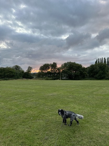 A cocker spaniel walking along a tree lined field; overhead a grey sky with a peachy hint of sunset on the horizon behind the trees