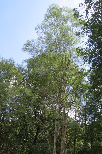 Photo of treespecies Salix elaeagnos : Category is boom-tree-baum-arbre-arbol