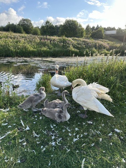 A family of swans, two adults and three cygnets, beside an old mill lodge in a green tree lined valley, mallard on the water behind them, beneath a blue sky