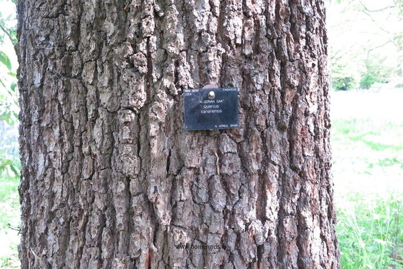 Photo of treespecies Quercus canariensis : Category is bast-bark-rinde-ecorse-corteza
