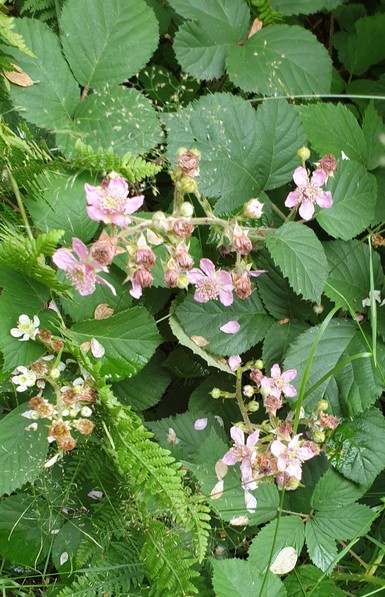 A wild blackberry bush with pretty pink flowers instead of the usual white