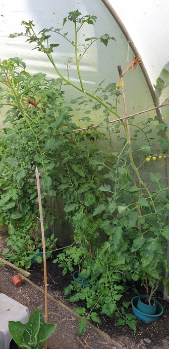 Very tall tomato plants in a polytunnel. They have flowers and tomatoes on
