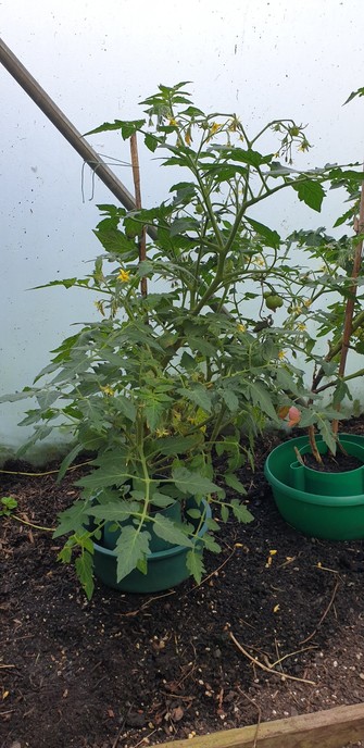 Short tomato plant. Covered in flowers but no obvious tomatoes