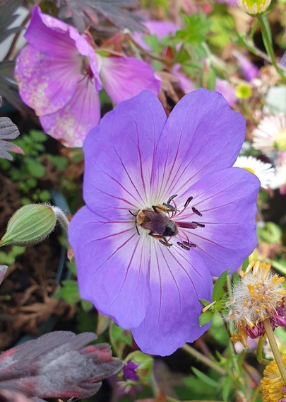 A purple geranium flower, very pretty, with a tiny native bee foraging in its center