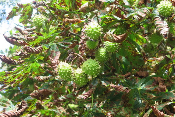 Photo of treespecies Aesculus hippocastanum : Category is vrucht-fruit-frucht-fruit-fruta