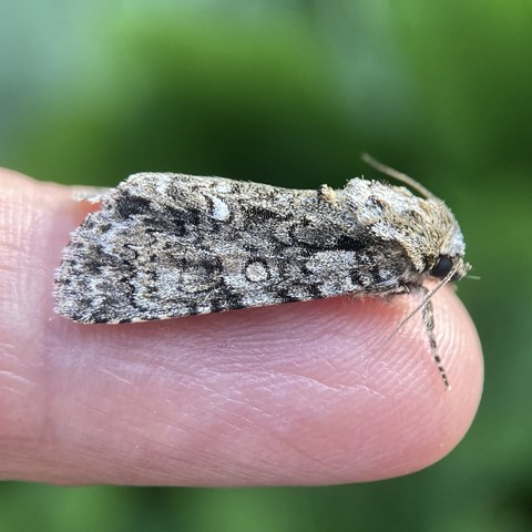 Close up of a 1.5cm moth on a finger facing right. It is chunky and arrowhead shaped. It has a  minorly furry head. The scales to its wings are largely cold greyscale colouring , though faint hints of warm browns do lie within. The pattern is largely irregular and indistinct but most probably resembles a short-pile carpet with a scale-like pattern. There is a visible black-edge circle stigmata in the middle of the wing