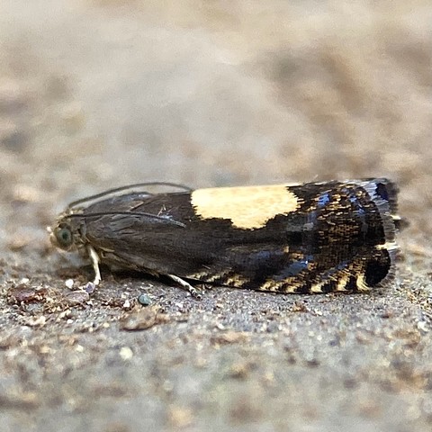 A very small 5mm micromoth facing left. It holds its wings tightly to its body and slightly wrapped or twisted over each other, a bit like a rolled micro-cigar. It is dark grey with a large and very lemony yellow sycamore leaf shaped stigmata on its back which traverses the two wings over its back. The side of the wing near the back has striking flecks of glistening metallic gold and blue, and the bottom edge along the ground has flecks of lemony yellow.