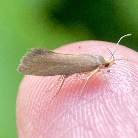 A 3mm micromoth on a finger tip. It faces right.  It is plain brown with a tiny yellow pinhead. The wings start straight around the abdomen but if looking head on, they would taper inwards flat towards the end. From the side, the top and bottom edge rise slightly making the rear end lkink up ever so slightly. The very rear edge of its wings are fringed like hair.