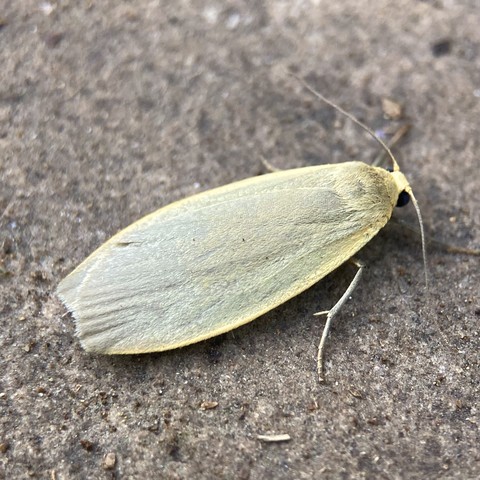 Overhead shot of a small toggle-shaped moth facing diagonally to the top right. It is a light dusty, creamy-grey colour, with distinct creamy yellow edges down the very side edge of the wings, It has a yellow pinhead with two black eyes either side, and two thin antennae pointing left and right.