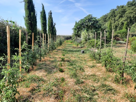 The tomato garden.
