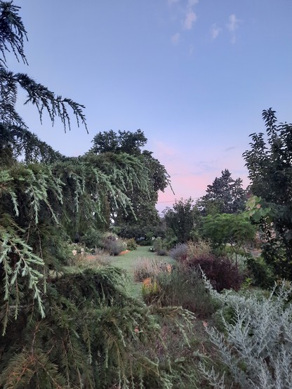 Dusk falls on the Strip garden last night while watering the celery.