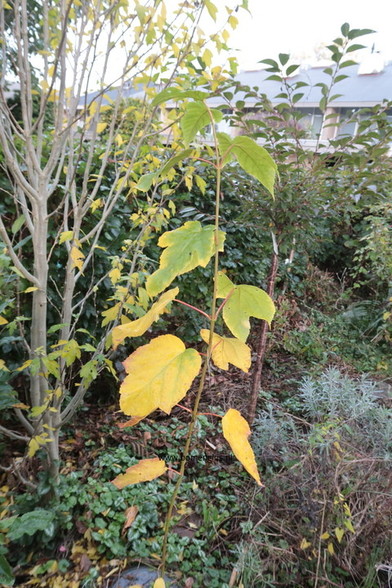 Photo of treespecies Acer tegmentosum : Category is herfst-autumn-herbst-automne-otono