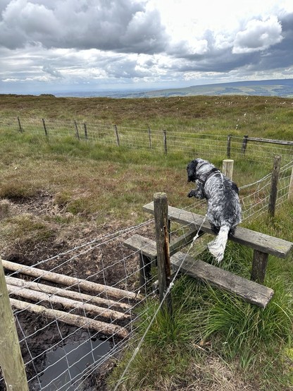 A cocker spaniel climbing over a stile to cross a wire fence high on moorland 