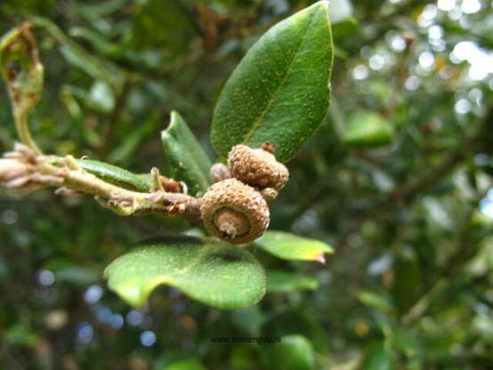Photo of treespecies Quercus chrysolepsis : Category is vrucht-fruit-frucht-fruit-fruta