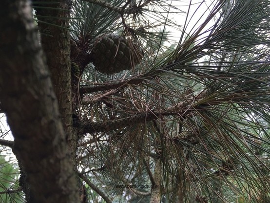 Photo of treespecies Pinus pinea : Category is foliage