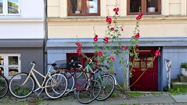 Close-up: lower floors of old, picturesque, terraced house façades on an Aarhus street. Stonework in muted colours: white, cream, grey; metal-blue. Framed windows. A red-brown basement door down some steps with decorative iron railings. Four bikes are lying against a basement window in a messy pile, flung over and on top of one another by the wind. The pavement is slabs and cobblestones, overgrown with moss. One white flowerpot with ivy stands on a step to the right. Rising above this jumble of sights and muted colours, behind the fallen bikes: a single fabulous hollyhock that has grown up from a crack by the basement entrance. About 12 thin stems dotted with leaves and thick lovely deep red blooms rises about two metres high so far, well above the basement level and creeping up the first-floor windows.